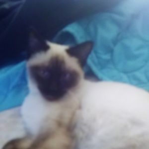 Meet your Posher, Alyce